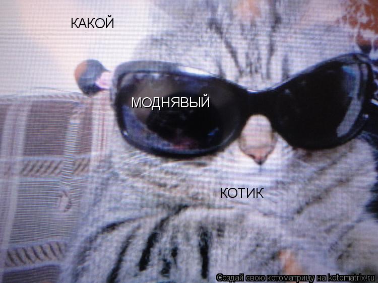 КАКОЙ МОДНЯВЫЙ КОТИК... Котоматрица: КАКОЙ МОДНЯВЫЙ КОТИК