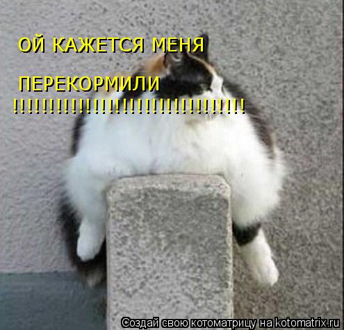 ОЙ КАЖЕТСЯ МЕНЯ ОЙ КАЖЕТСЯ МЕНЯ ПЕРЕКОРМИЛИ ПЕРЕКОРМИЛИ !!!!!!!!!!!!!!!!!!!!!!!!!!!!!!!!... Котоматрица: ОЙ КАЖЕТСЯ МЕНЯ ОЙ КАЖЕТСЯ МЕНЯ ПЕРЕКОРМИЛИ ПЕРЕКОРМИЛИ !!!!!!!!!!!!!!!!!!!!!!!!!!!!!!!!