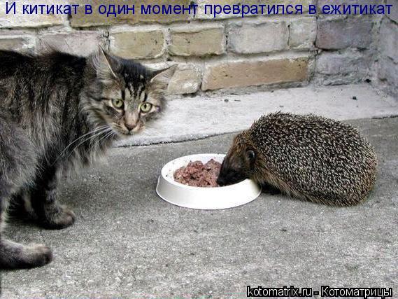 И китикат в один момент превратился в ежитикат... Котоматрица: И китикат в один момент превратился в ежитикат