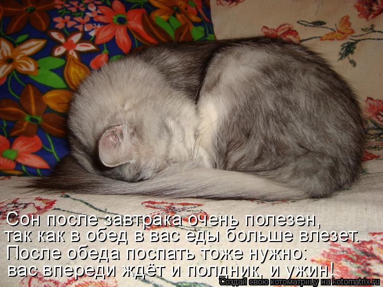 так как в обед в вас еды больше влезет. После обеда поспать тоже нужно: Сон после завтрака очень поле... Котоматрица: так как в обед в вас еды больше влезет. После обеда поспать тоже нужно: Сон после завтрака очень полезен, вас впереди ждёт и полдник, и ужин!