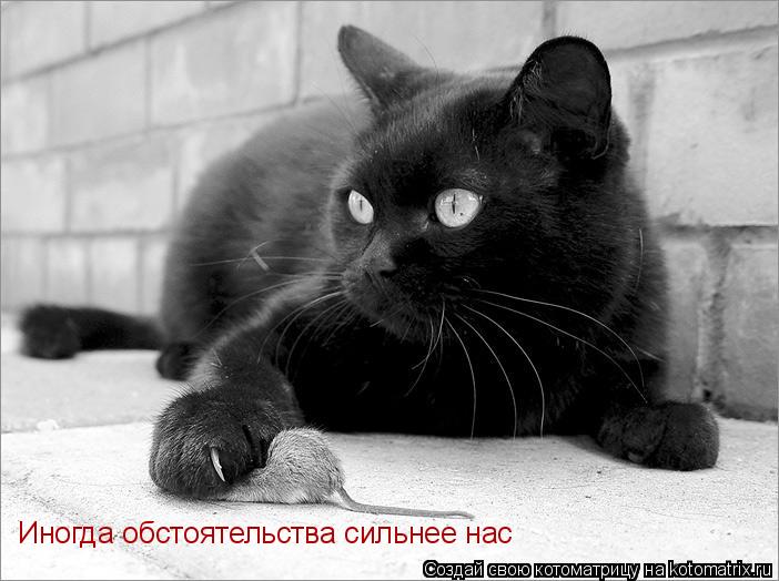 Иногда обстоятельства сильнее нас... Котоматрица: Иногда обстоятельства сильнее нас