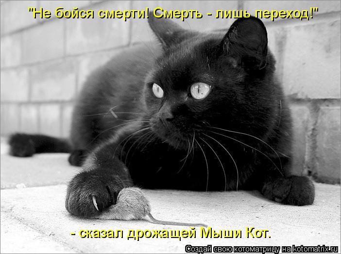 "Не бойся смерти! Смерть - лишь переход!" - сказал дрожащей Мыши Кот.... Котоматрица: "Не бойся смерти! Смерть - лишь переход!" - сказал дрожащей Мыши Кот.