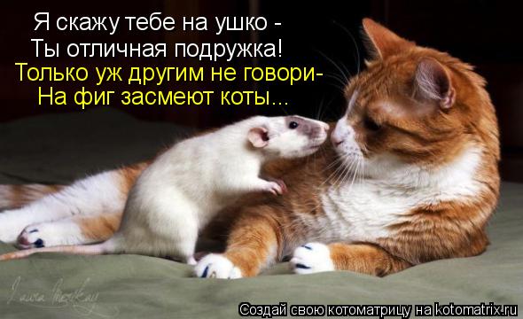 Я скажу тебе на ушко - Ты отличная подружка! Только уж другим не говори- На фиг засмеют коты...... Котоматрица: Я скажу тебе на ушко - Ты отличная подружка! Только уж другим не говори- На фиг засмеют коты...