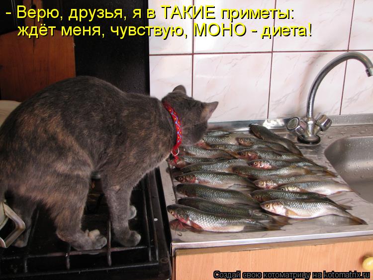 - Верю, друзья, я в ТАКИЕ приметы: ждёт меня, чувствую, МОНО - диета!... Котоматрица: - Верю, друзья, я в ТАКИЕ приметы: ждёт меня, чувствую, МОНО - диета!