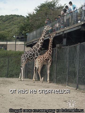 от нас не спрячешся... Котоматрица: от нас не спрячешся
