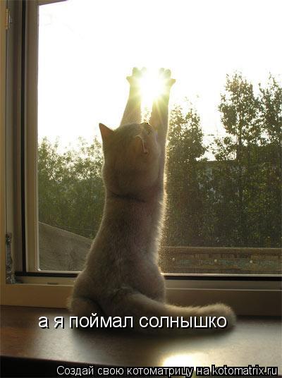 а я поймал солнышко... Котоматрица: а я поймал солнышко