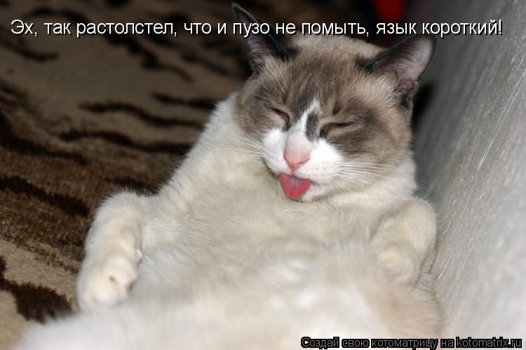 Эх, так растолстел, что и пузо не помыть, язык короткий!... Котоматрица: Эх, так растолстел, что и пузо не помыть, язык короткий!
