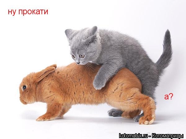 ну прокати а?... Котоматрица: ну прокати а?