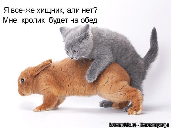 Я все-же хищник, али нет? Мне кролик будет на обед Мне кролик будет на обед... Котоматрица: Я все-же хищник, али нет? Мне кролик будет на обед Мне кролик будет на обед