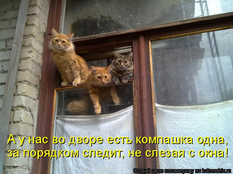 А у нас во дворе есть компашка одна, за порядком следит, не слезая с окна!... Котоматрица: А у нас во дворе есть компашка одна, за порядком следит, не слезая с окна!