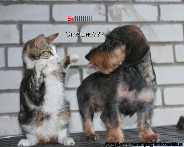 Бу!!!!!!!!! Страшно???... Котоматрица: Бу!!!!!!!!! Страшно???