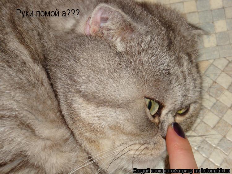 Руки помой а???... Котоматрица: Руки помой а???