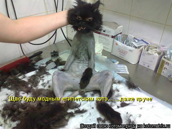 Щас буду модным египетским котэ.......даже круче... Котоматрица: Щас буду модным египетским котэ.......даже круче