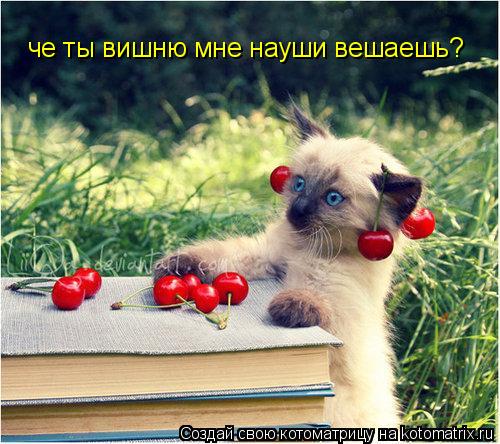 че ты вишню мне науши вешаешь?... Котоматрица: че ты вишню мне науши вешаешь?