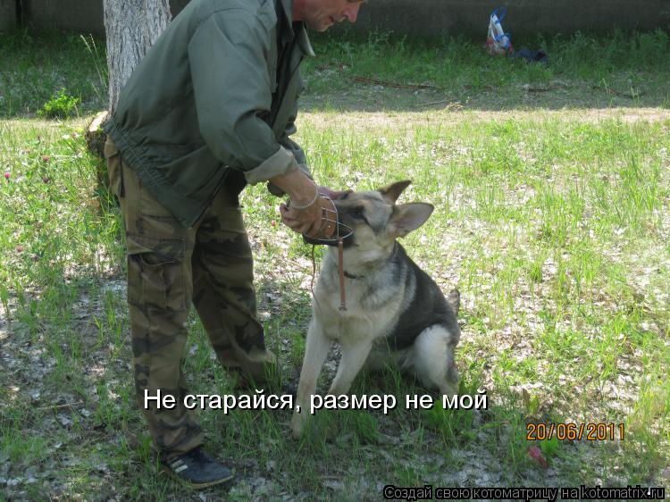 Не старайся, размер не мой... Котоматрица: Не старайся, размер не мой