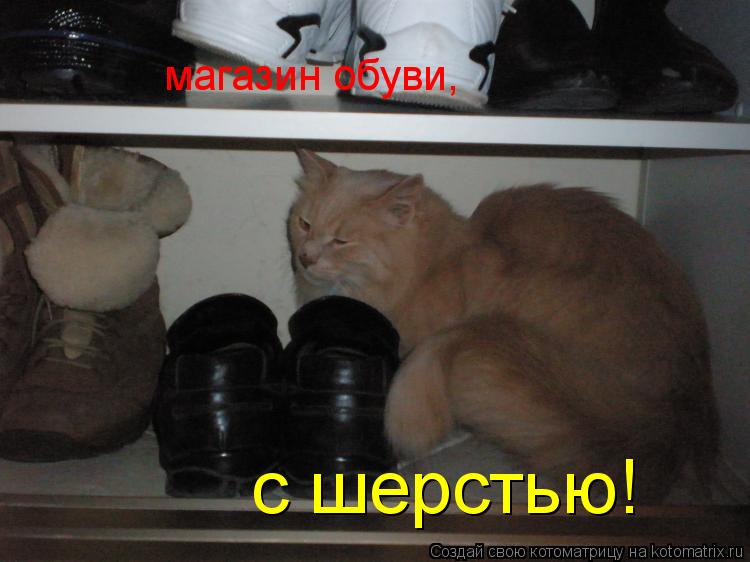 магазин обуви, с шерстью!... Котоматрица: магазин обуви, с шерстью!