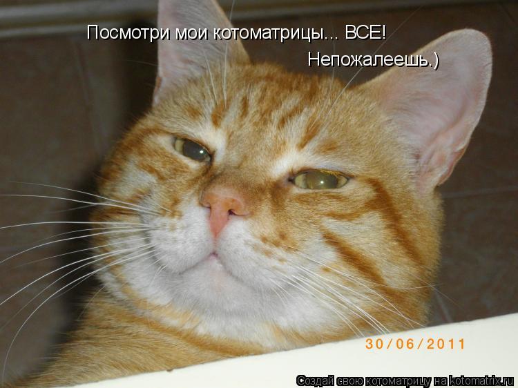 Посмотри мои котоматрицы... ВСЕ! Непожалеешь.)... Котоматрица: Посмотри мои котоматрицы... ВСЕ! Непожалеешь.)