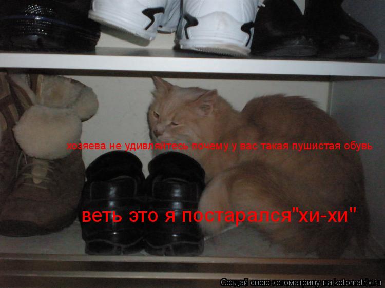 хозяева не удивляйтесь почему у вас такая пушистая обувь веть это я постарался"хи-хи"... Котоматрица: хозяева не удивляйтесь почему у вас такая пушистая обувь веть это я постарался"хи-хи"