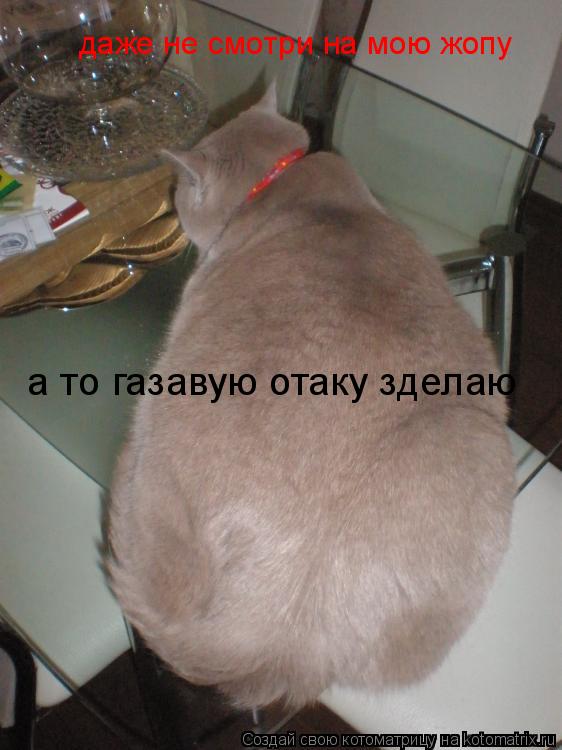 даже не смотри на мою жопу а то газавую отаку зделаю... Котоматрица: даже не смотри на мою жопу а то газавую отаку зделаю