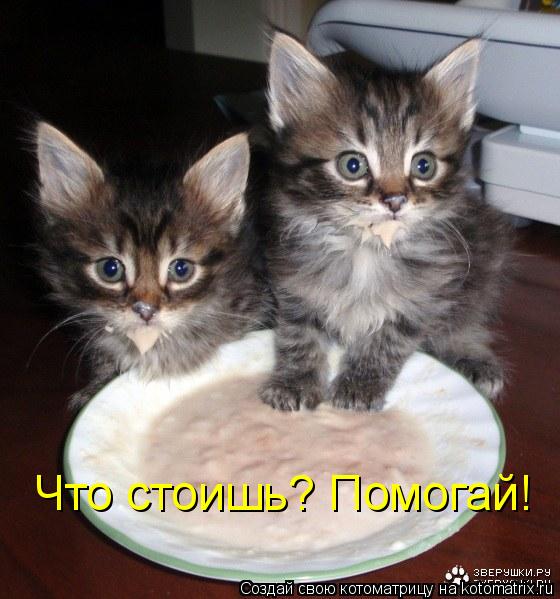 Что стоишь? Помогай!... Котоматрица: Что стоишь? Помогай!