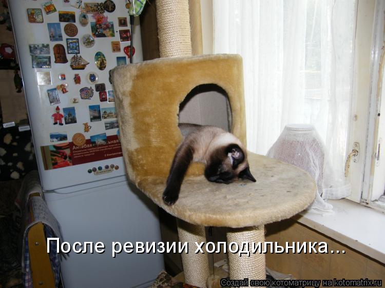 После ревизии холодильника...... Котоматрица: После ревизии холодильника...