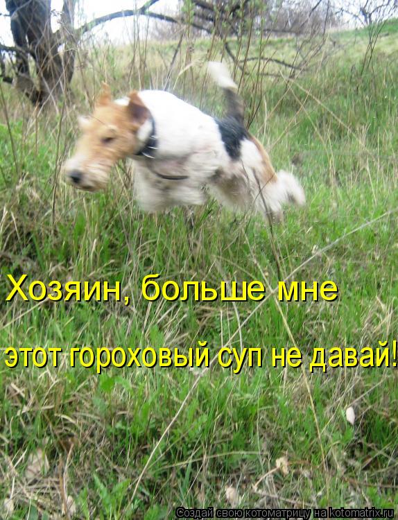 Хозяин, больше мне этот гороховый суп не давай!... Котоматрица: Хозяин, больше мне этот гороховый суп не давай!