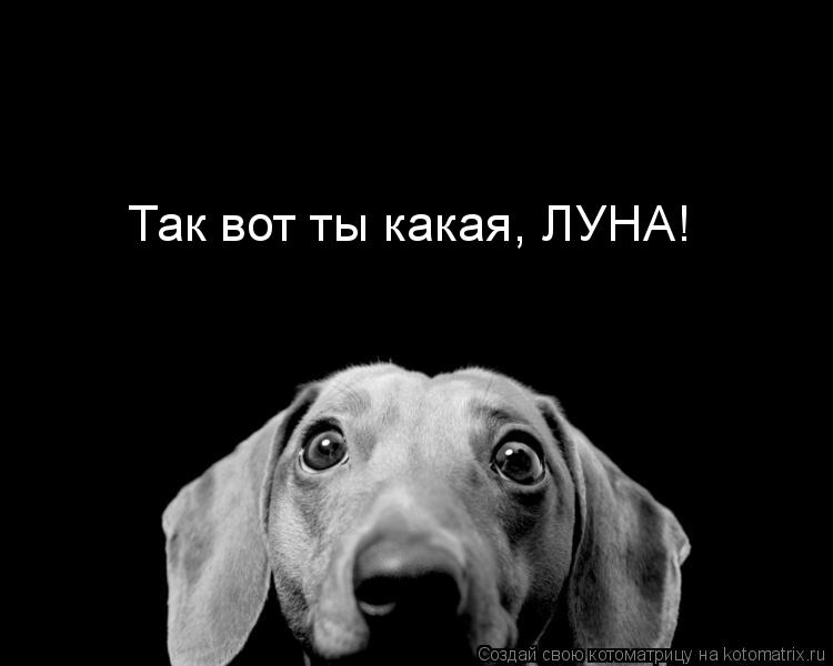 Так вот ты какая, ЛУНА!... Котоматрица: Так вот ты какая, ЛУНА!