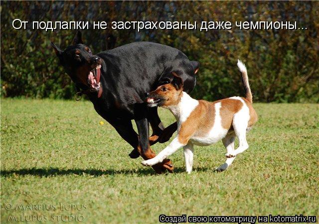 От подлапки не застрахованы даже чемпионы...... Котоматрица: От подлапки не застрахованы даже чемпионы...