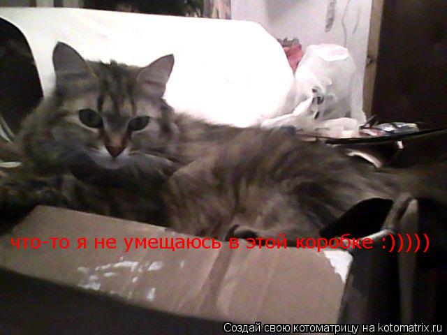 Котоматрица: что-то я не умещаюсь в этой коробке :)))))