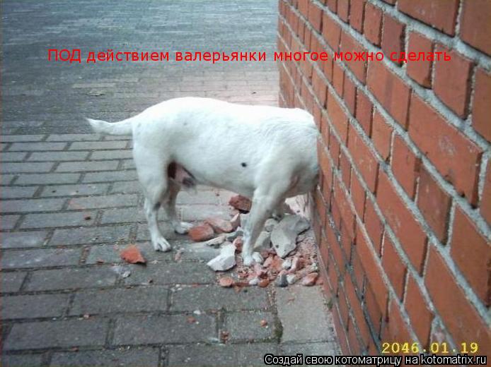 Котоматрица: ПОД действием валерьянки многое можно сделать