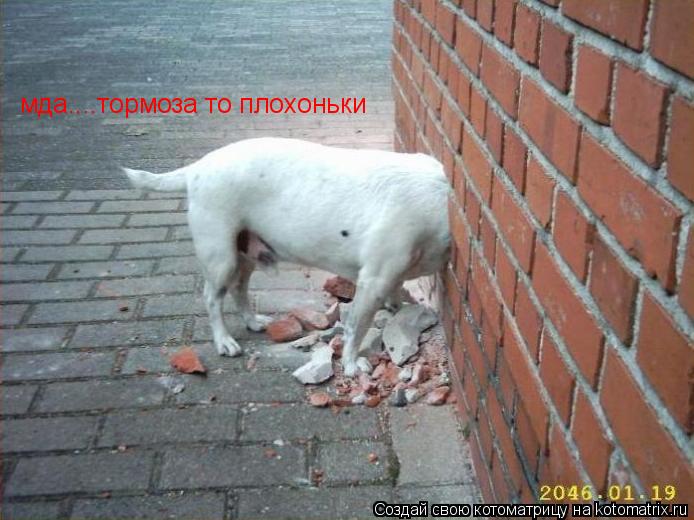 Котоматрица: мда....тормоза то плохоньки