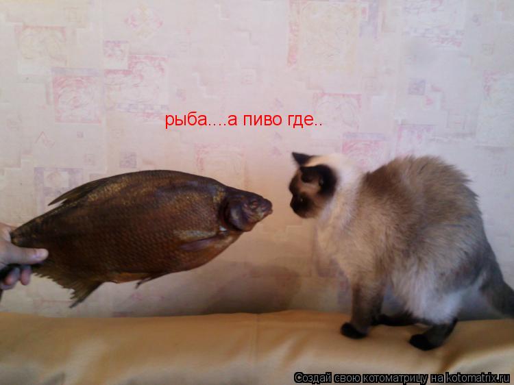 Котоматрица: рыба....а пиво где..