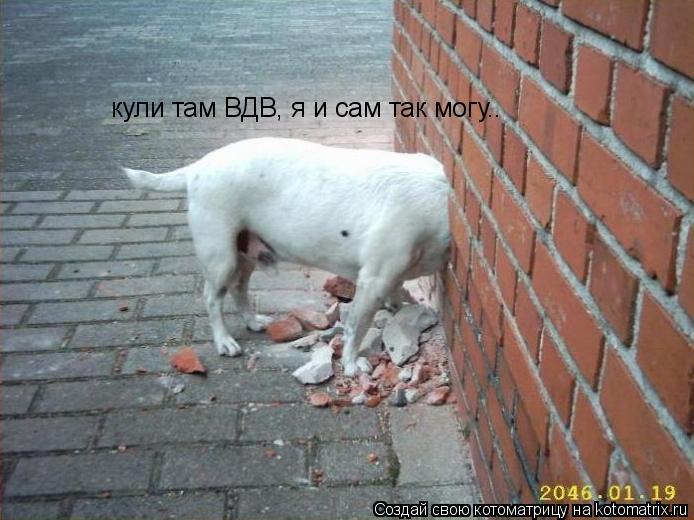 Котоматрица: кули там ВДВ, я и сам так могу..