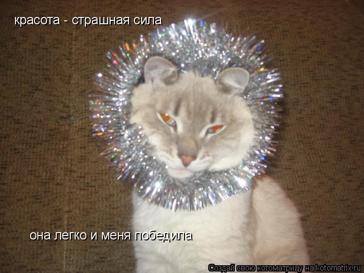 Котоматрица: красота - страшная сила она легко и меня победила