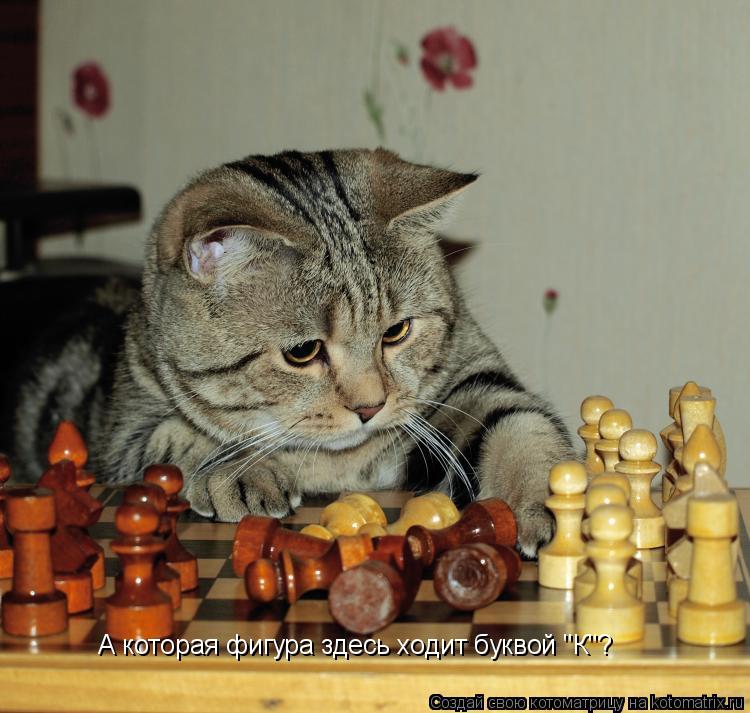 Котоматрица: А которая фигура здесь ходит буквой "К"?