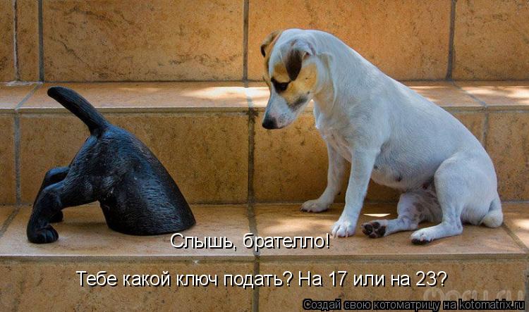 Котоматрица: Слышь, брателло!  Тебе какой ключ подать? На 17 или на 23?