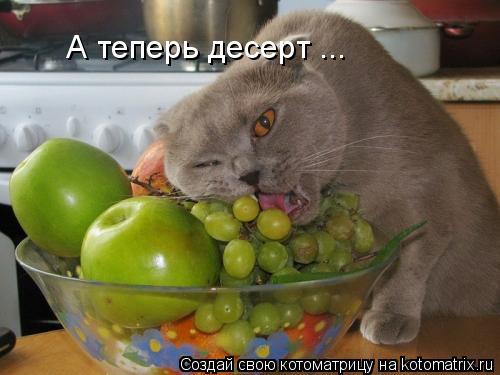 Котоматрица: А теперь десерт ...