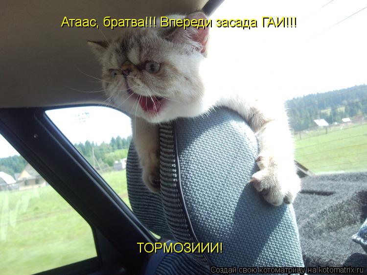 Котоматрица: Атаас, братва!!! Впереди засада ГАИ!!! ТОРМОЗИИИ!