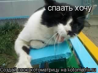 Котоматрица: спаать хочу