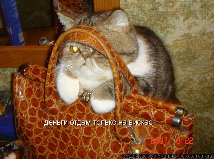 Котоматрица: деньги отдам только на вискас