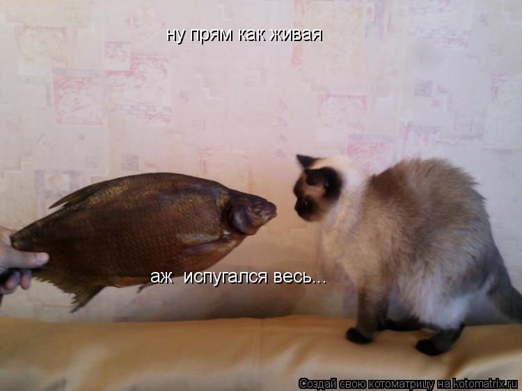 Котоматрица: ну прям как живая аж  испугался весь...
