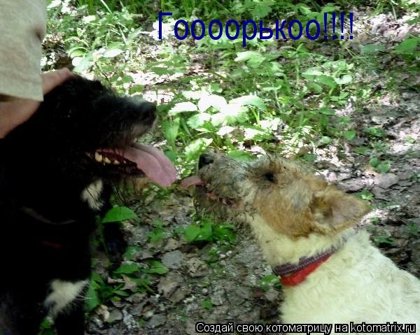 Котоматрица: Гоооорькоо!!!!