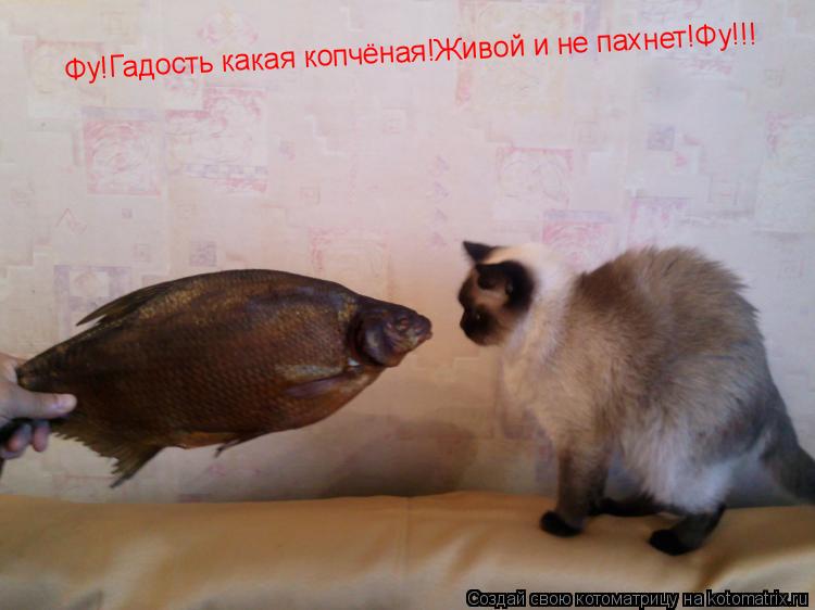 Котоматрица: Фу!Гадость какая копчёная!Живой и не пахнет!Фу!!!