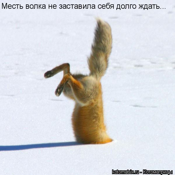 Котоматрица: Месть волка не заставила себя долго ждать...