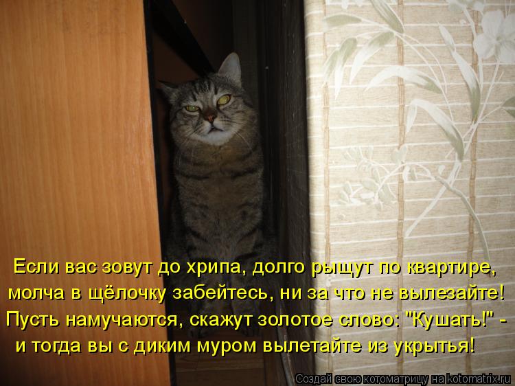 Если вас зовут до хрипа, долго рыщут по квартире, молча в щёлочку забейтесь, ни за что не вылезайте! ... Котоматрица: Если вас зовут до хрипа, долго рыщут по квартире, молча в щёлочку забейтесь, ни за что не вылезайте! Пусть намучаются, скажут золотое слово: "
