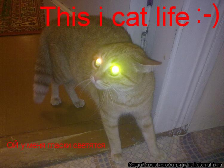 Котоматрица: ОЙ у меня гласки светятся :-) This i cat life