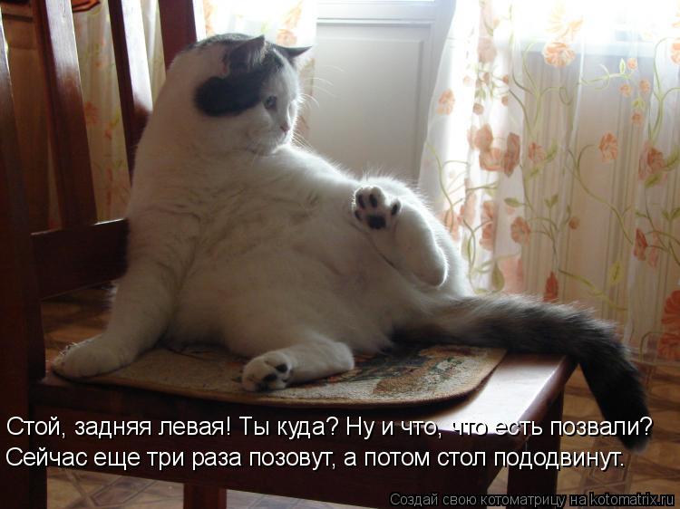 Стой, задняя левая! Ты куда? Ну и что, что есть позвали? Сейчас еще три раза позовут, а потом стол по... Котоматрица: Стой, задняя левая! Ты куда? Ну и что, что есть позвали? Сейчас еще три раза позовут, а потом стол пододвинут.