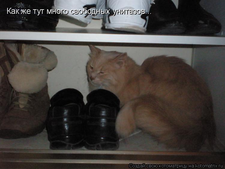 Котоматрица: Как же тут много свободных унитазов...