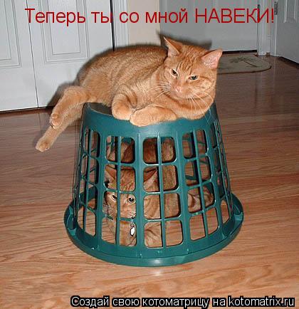 Котоматрица: Теперь ты со мной НАВЕКИ!