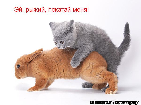 Котоматрица: Эй, рыжий, покатай меня!